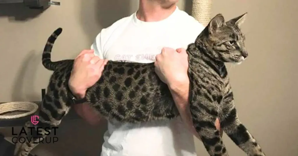 A man cradles a large cat in his arms, showcasing the impressive size and height of the big cat.